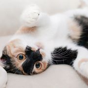 Clínica Veterinaria LC gatos
